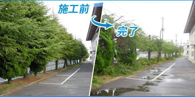 レナウン様工場内立木剪定工事